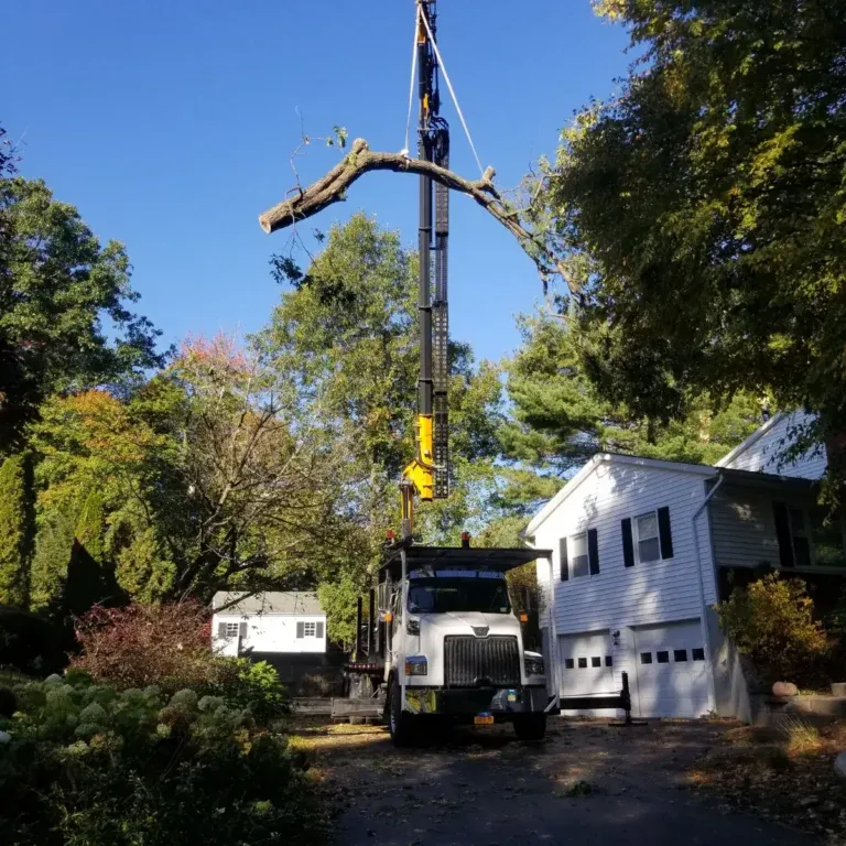 arborist performing tree removal in Albany NY