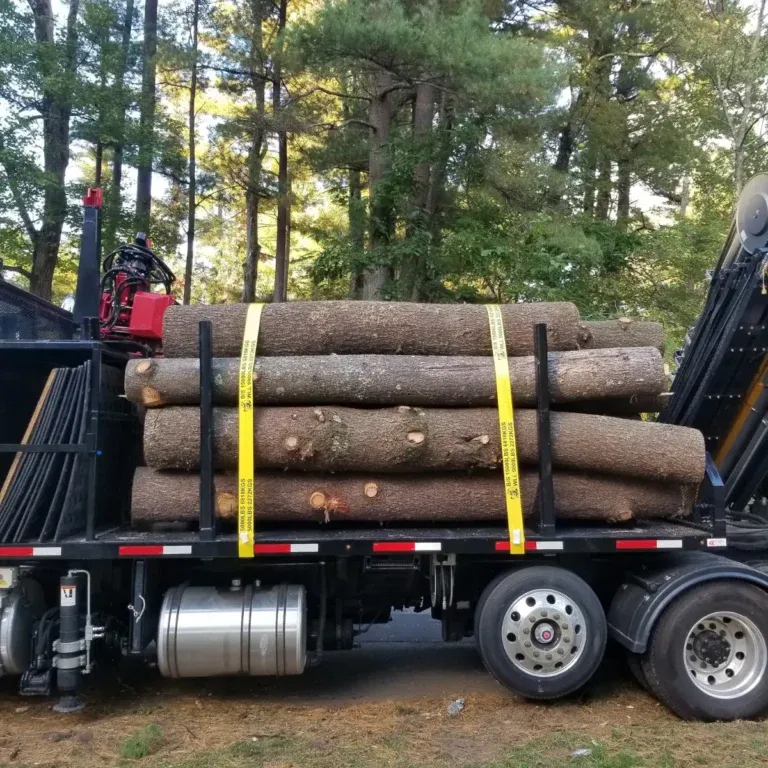 fallen tree cleanup along neighborhood road in Albany