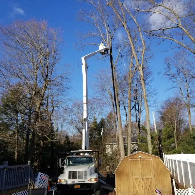 tree service crew performing hazardous limb removal in Albany