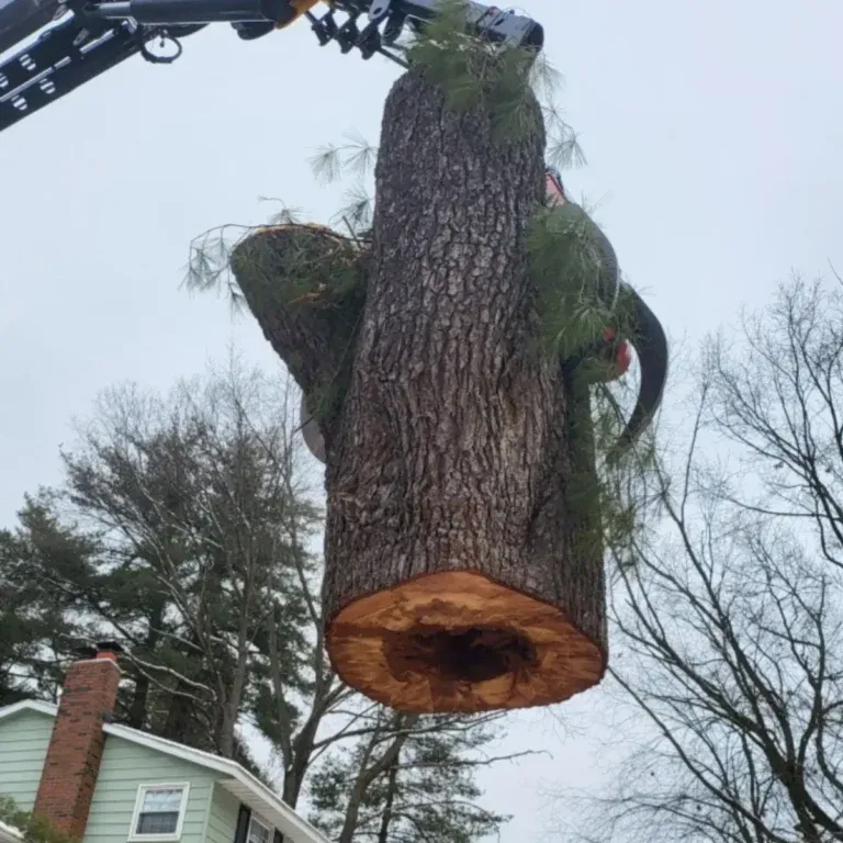 crane-assisted tree removal in the NY Capital Region