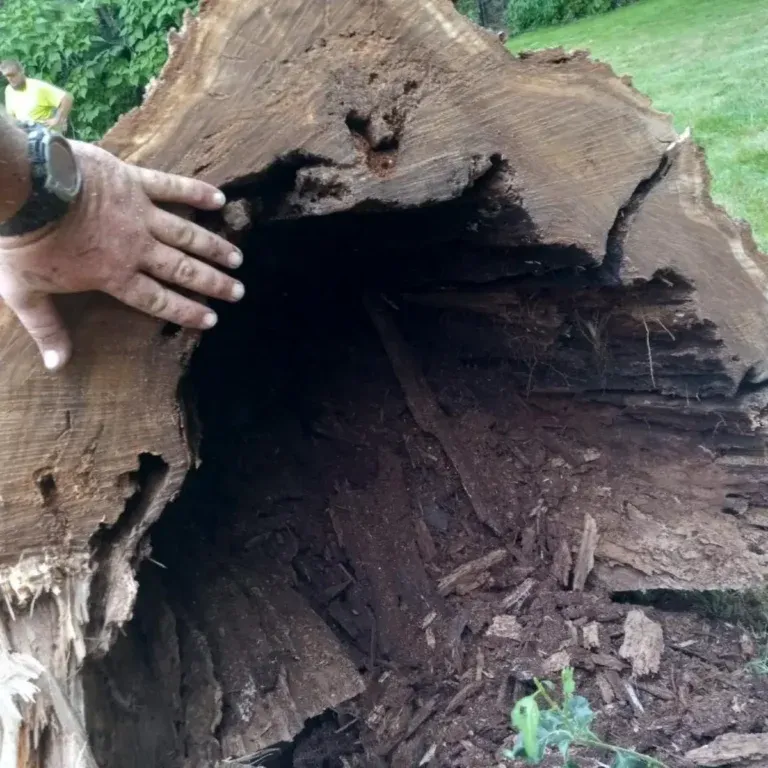 professional tree health inspection in Albany’s suburbs