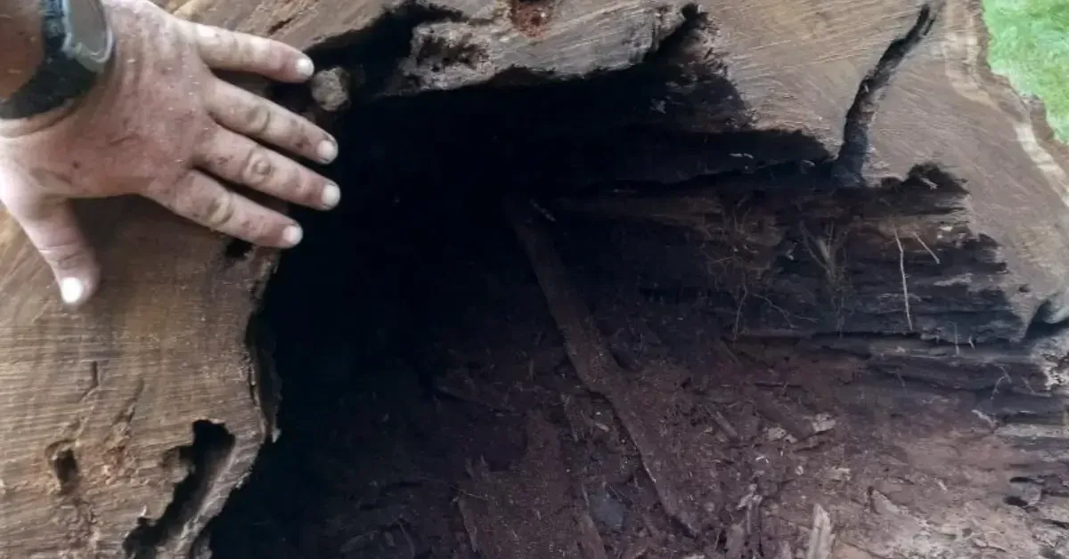 Arborist Inspections in the New York Capital Region