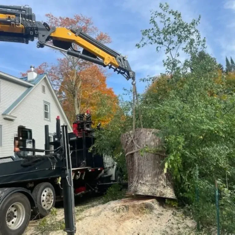 emergency tree service after storm damage in Albany NY