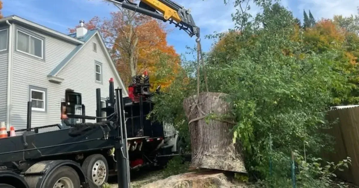 Tree care professionals providing residential and commercial tree services in New Scotland, NY with modern equipment