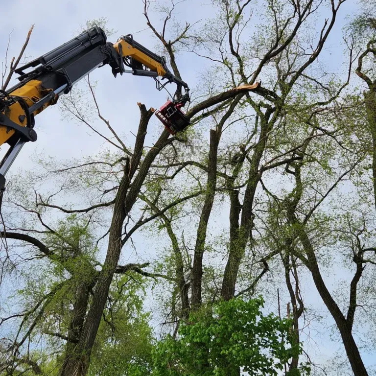 professional tree trimming service near Albany homes
