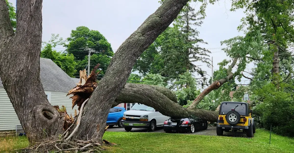 Certified arborist performing tree removal in a residential Loudonville backyard near Albany Shaker Road