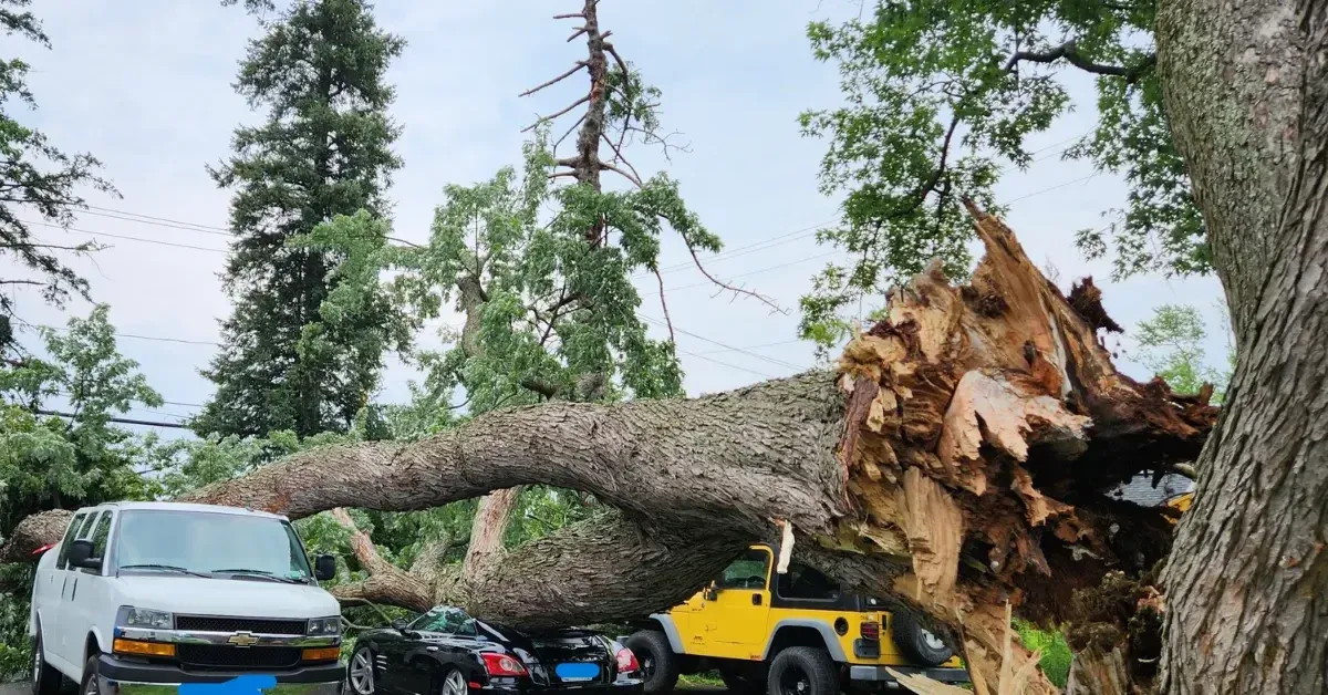 ree removal crew clearing fallen limbs in Niskayuna, NY