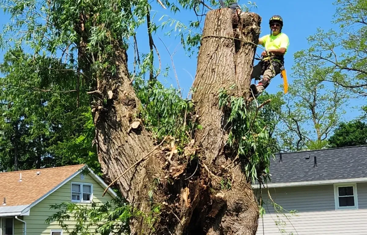 Affordable Tree Service in the New York Capital Region: How to Find the Best Provider Near You