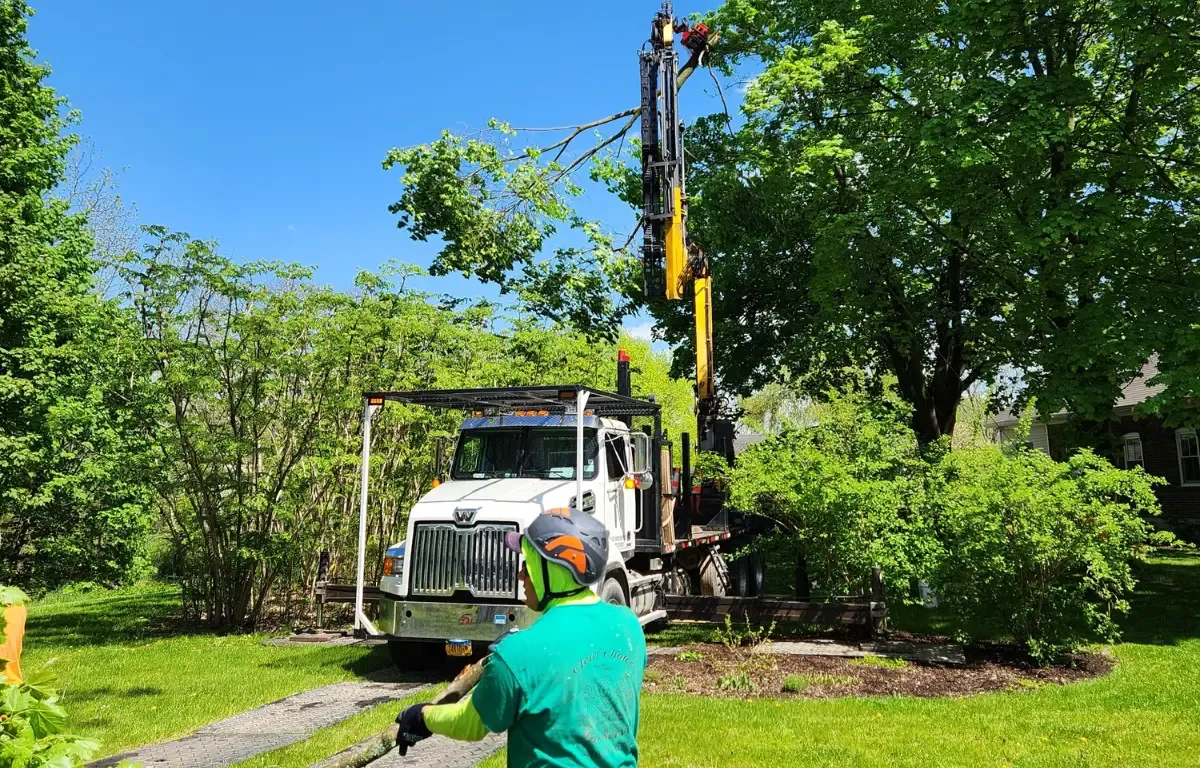 How to Find the Best Tree Service Near You in the New York Capital Region