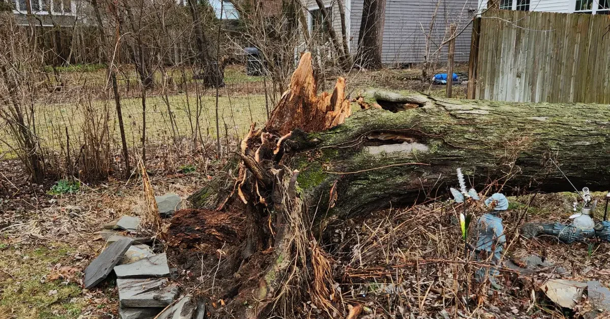 Fallen tree on a residential property in Albany, NY