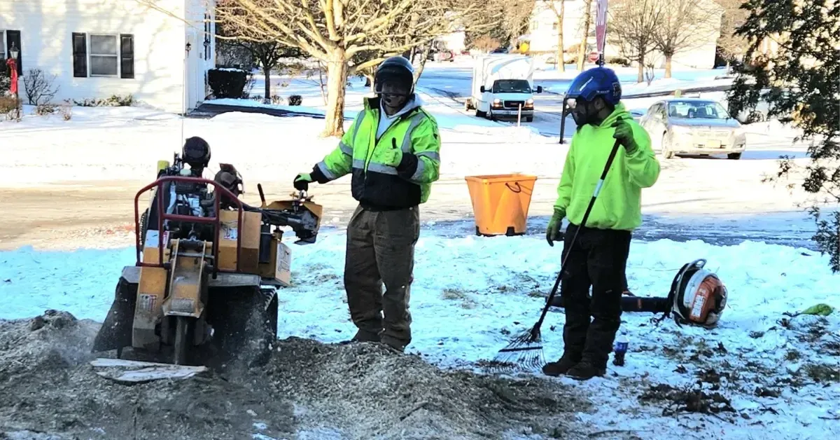 Professional stump grinding in a snow-covered backyard during winter in Albany NY