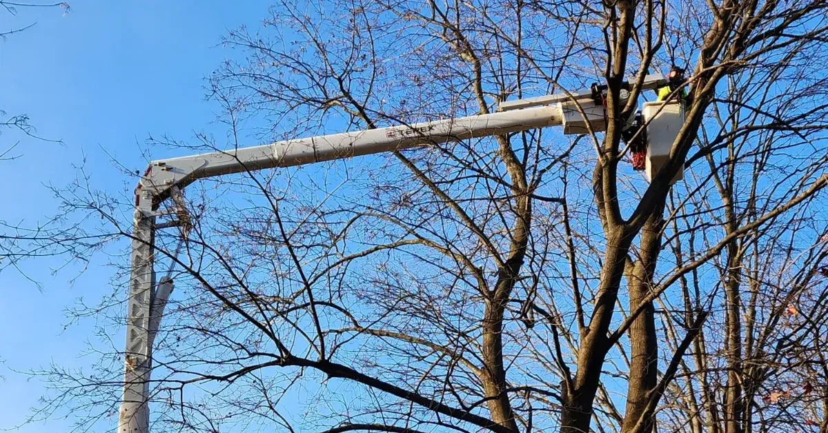 tree service near me - arborist trimming large tree in Albany, NY residential neighborhood