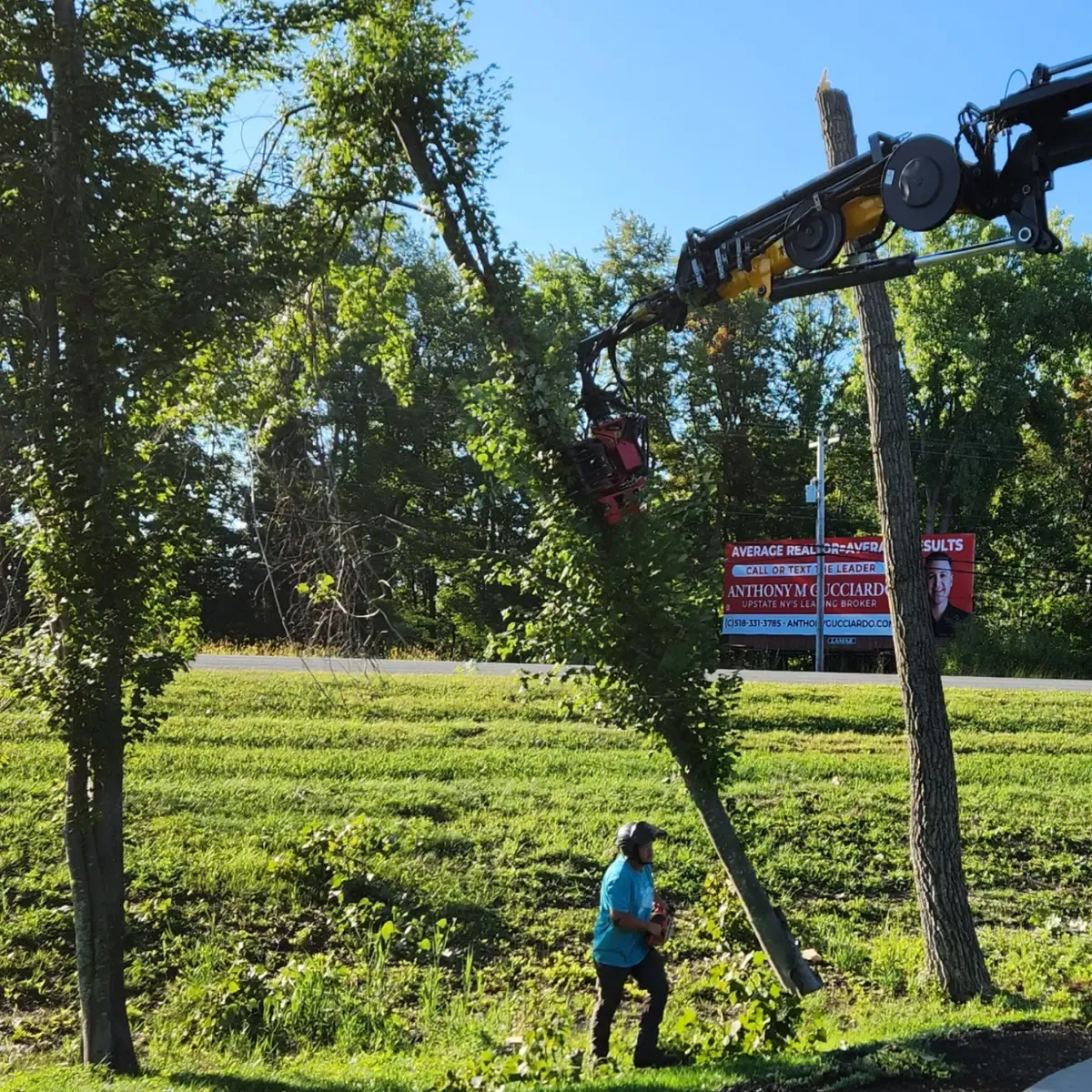 Professional tree service in Rensselaer, NY showing an arborist safely working on a large tree in a residential area using specialized equipment.