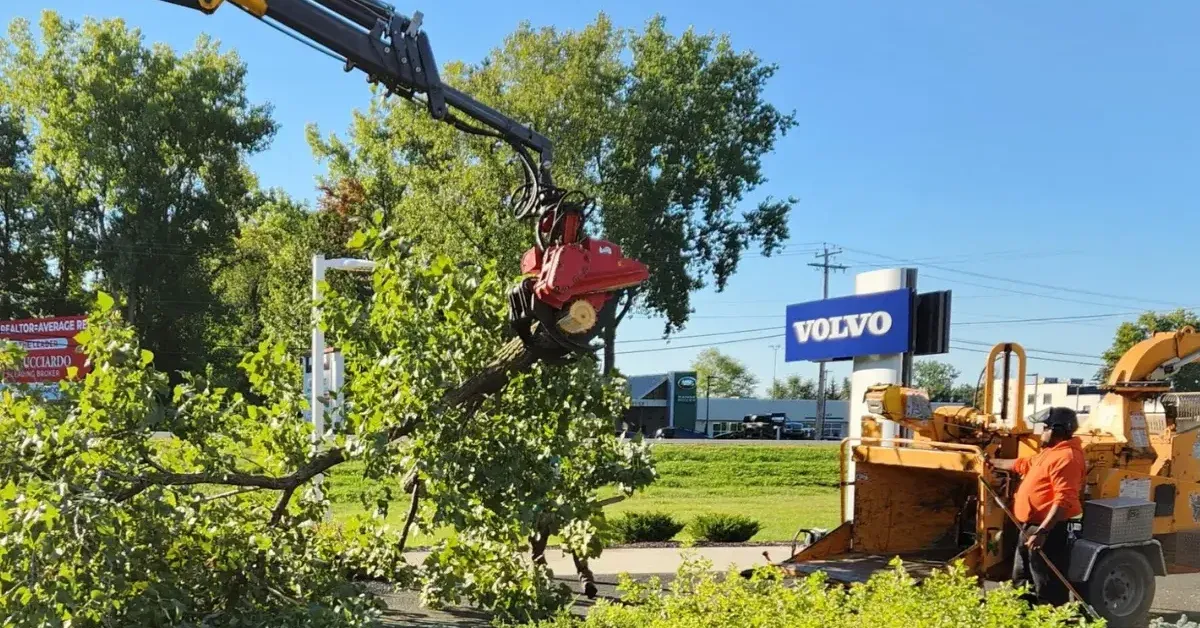 Emergency Tree Removal in Schenectady, NY