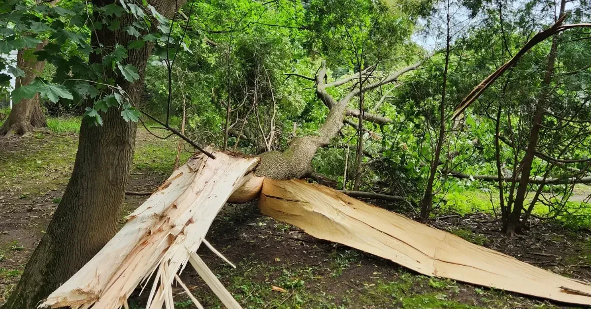 Emergency Tree Removal Albany, NY