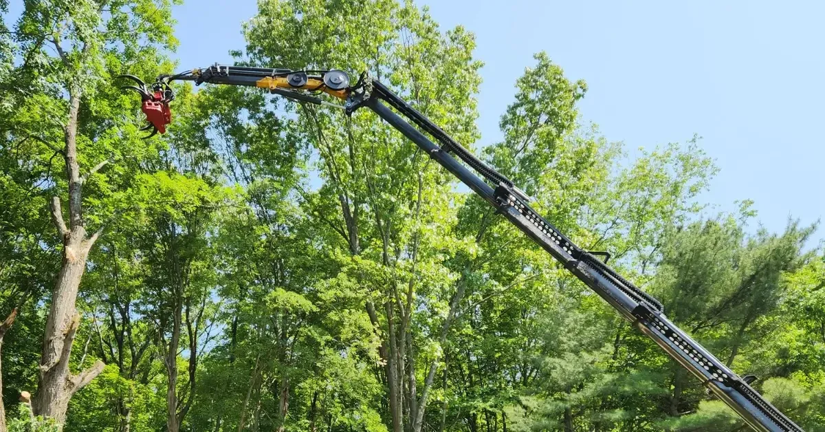 Professional Tree Trimming & Pruning Services in the New York Capital Region