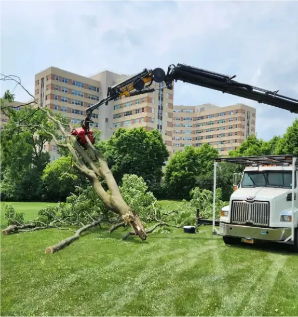Commercial Tree Service