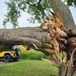 ertified arborist trimming a large maple tree in a Schenectady, NY neighborhood