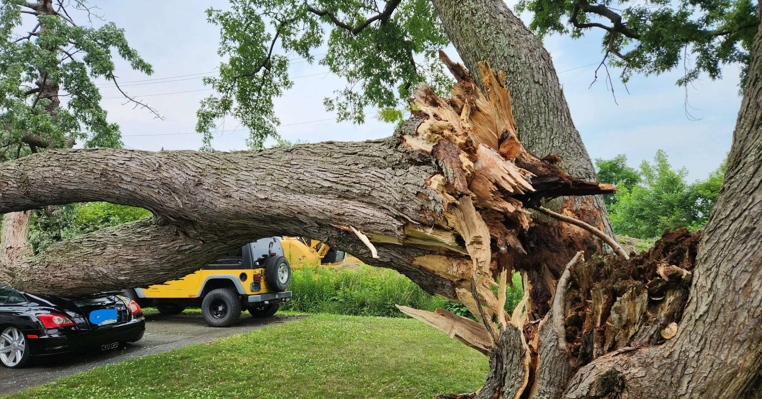 ertified arborist trimming a large maple tree in a Schenectady, NY neighborhood