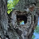 An arborist is inspecting an ash tree in Albany, NY, for Emerald Ash Borer damage