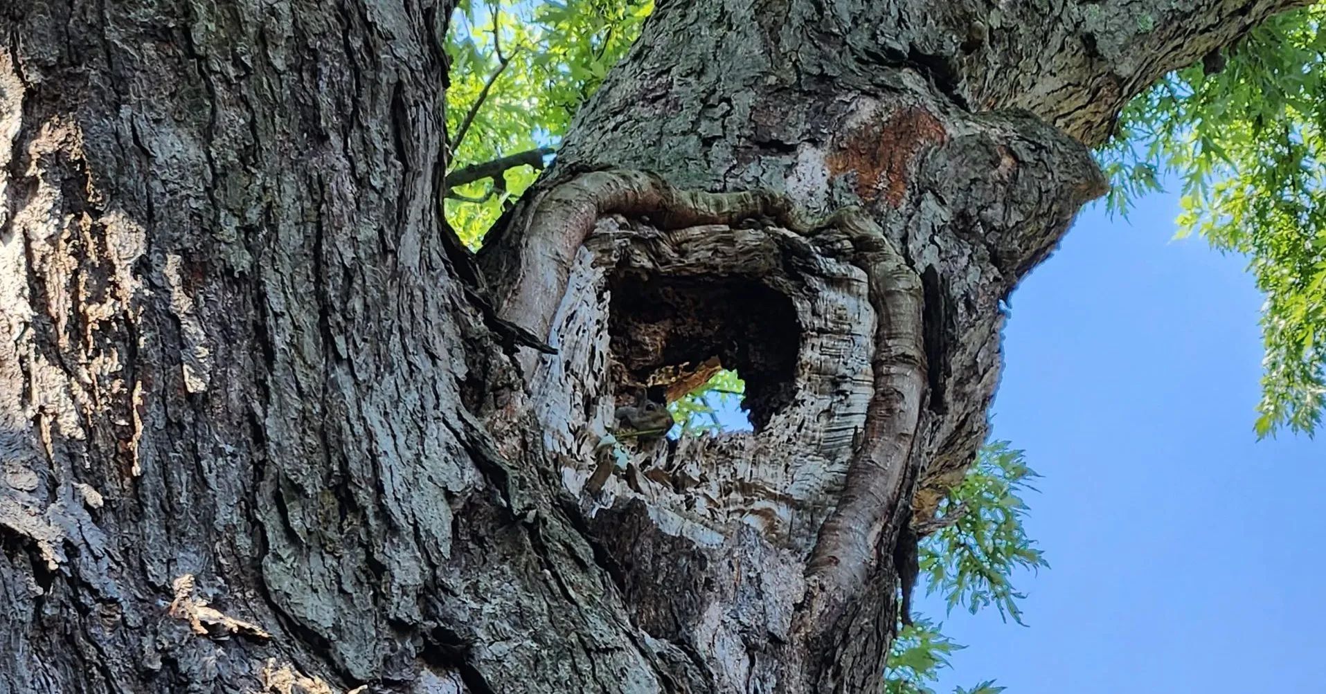An arborist is inspecting an ash tree in Albany, NY, for Emerald Ash Borer damage