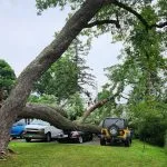 Certified arborist performing a detailed tree inspection in an Albany backyard for homeowner safety