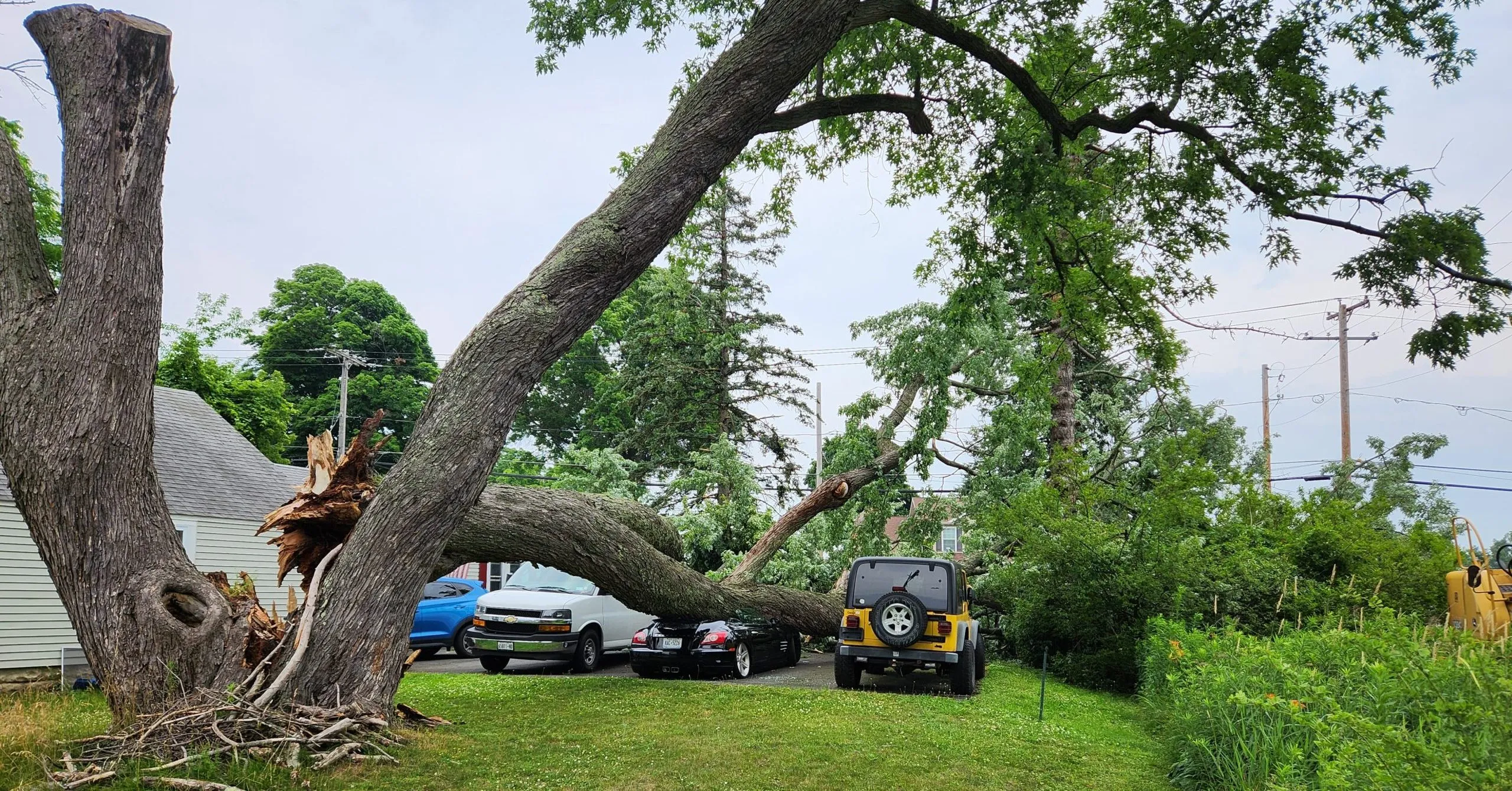 Certified arborist performing a detailed tree inspection in an Albany backyard for homeowner safety