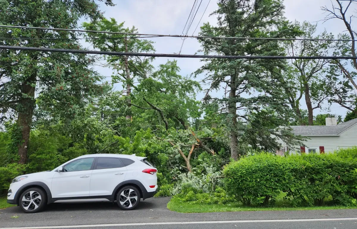 Professional tree crew removing a tree safely near power lines in Albany, NY