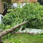 Fallen tree blocking a driveway after a storm in Schenectady County