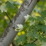high risk Silver Maple tree