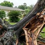 cracked tree trunk structural damage