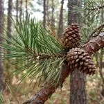 pitch pine tree in Latham NY